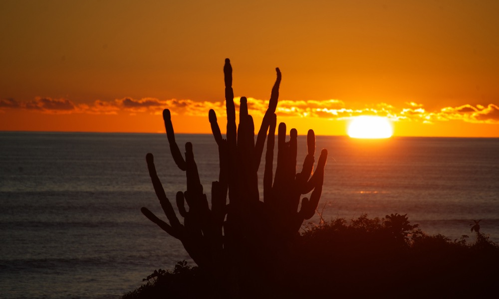 Sonnenuntergang mit Kaktus am Pazifik